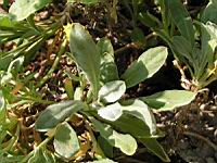 Aurinia saxatilis subsp Saxatilis Corbeille d'or (fam Brassicacees) (Europe centrale et orientale) (4) (Photo F. Mrugala)